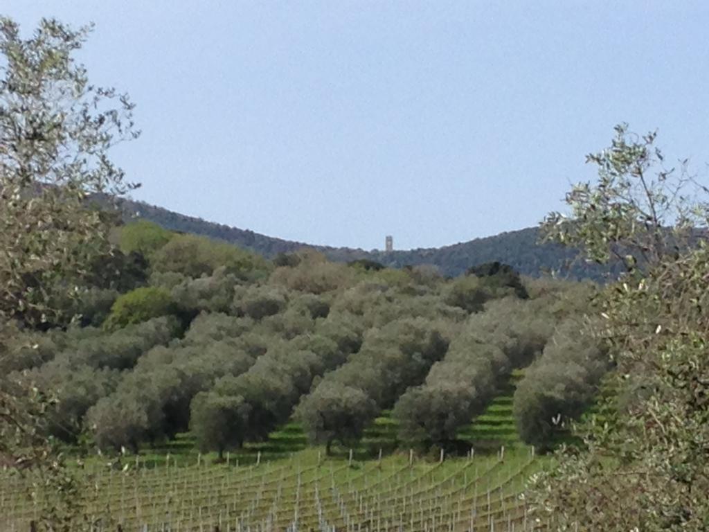 Podere Oslavia Az.Agr.Bio Giannini Alberese Exterior foto